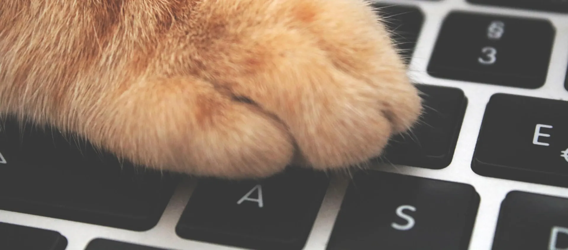 Orange cat paw resting on a laptop keyboard