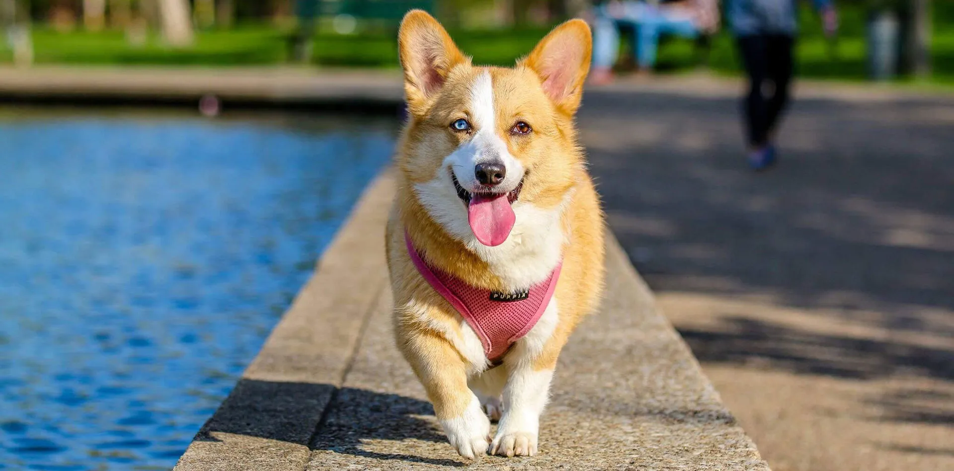 Corgi in a pink harness walking along a waterfront path