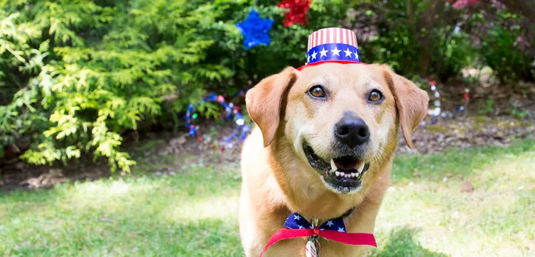 Dog wearing a stars-and-stripes hat and bow tie in a backyard