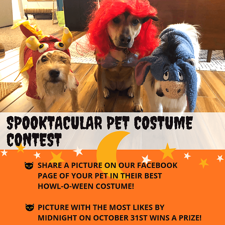 Official Rules for the Pet Costume Contest